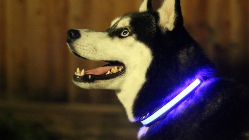 Collare per cani luminoso a led